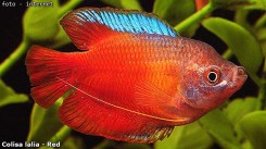 Colisa-lalia_Red_01