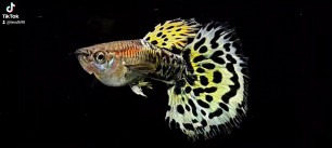 Guppy-LeoPard8