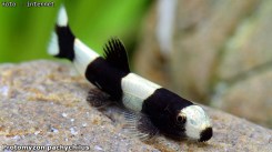 Protomyzon-pachychilus_01