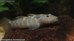 Rhinogobius-formosanus_01